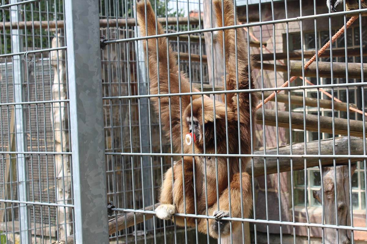 Gibbon mit Schnuller im Mund haengt mit Armen an der Aussenwand seines Kaefiggeheges