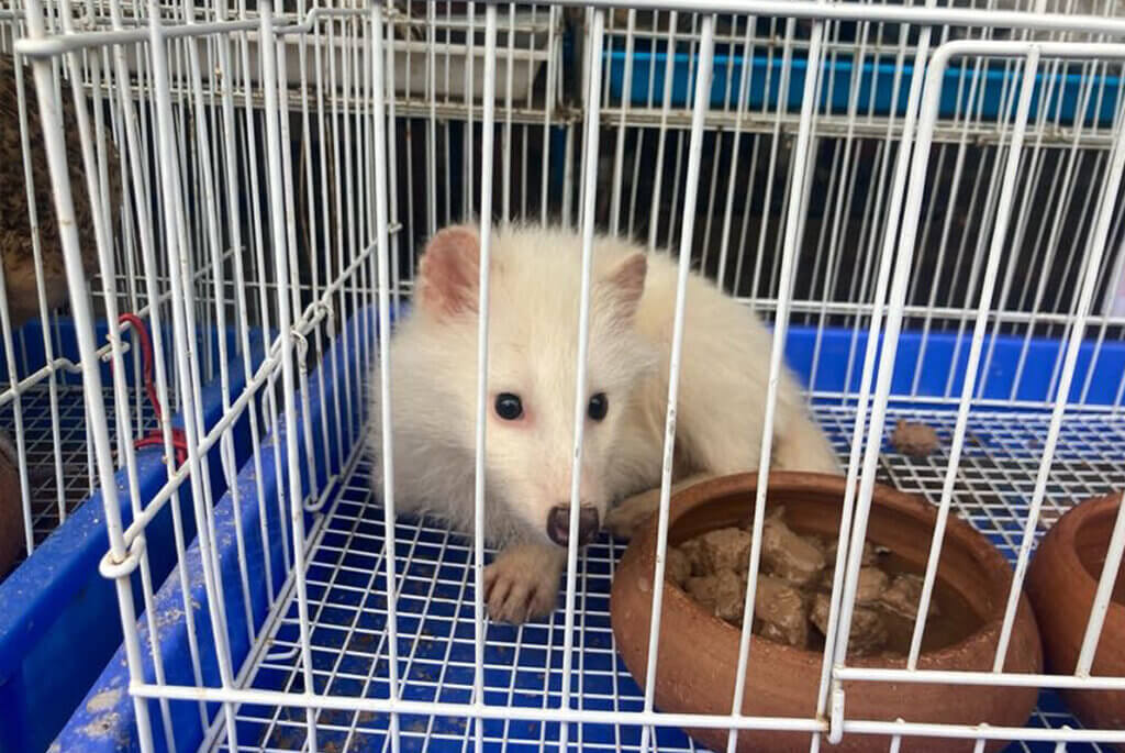 Weisser Fuchs liegt neben einem Napf in einem kleinen Kaefig.