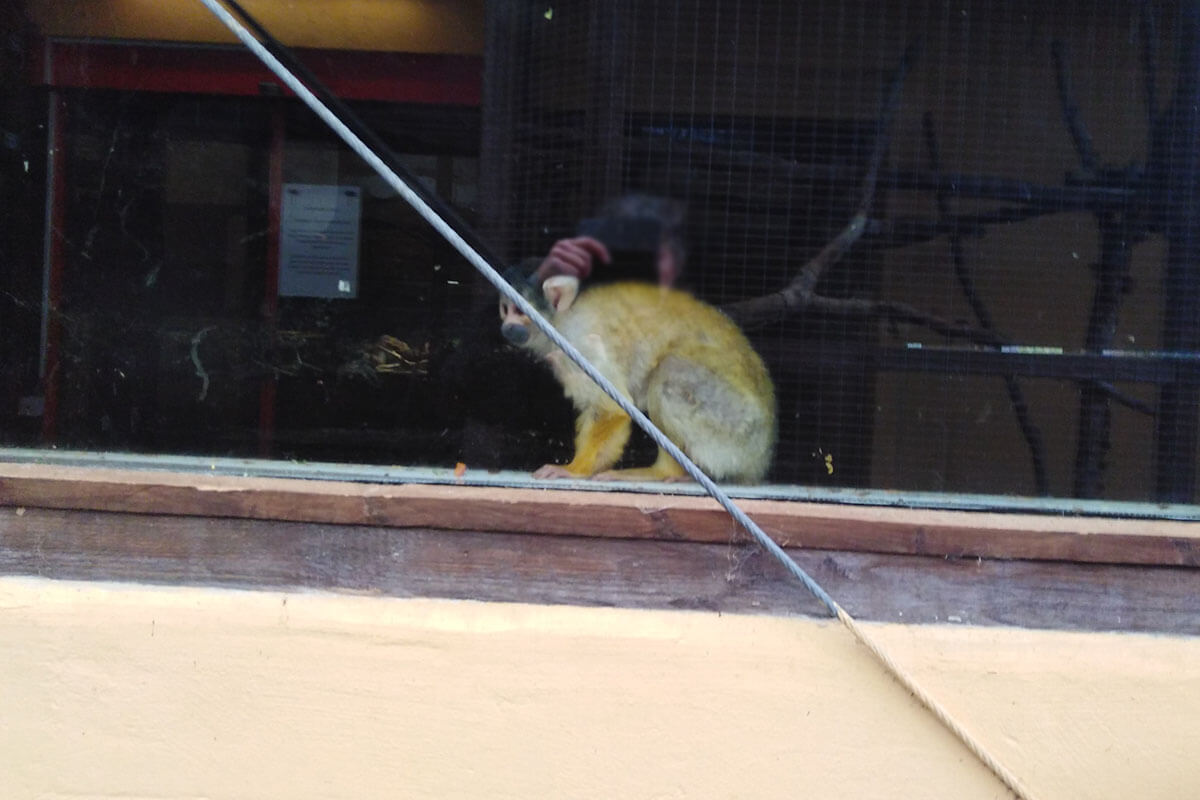 Ein Totenkopfaffe sitzt hinter einer Glasscheibe in seinem Zoogehege.