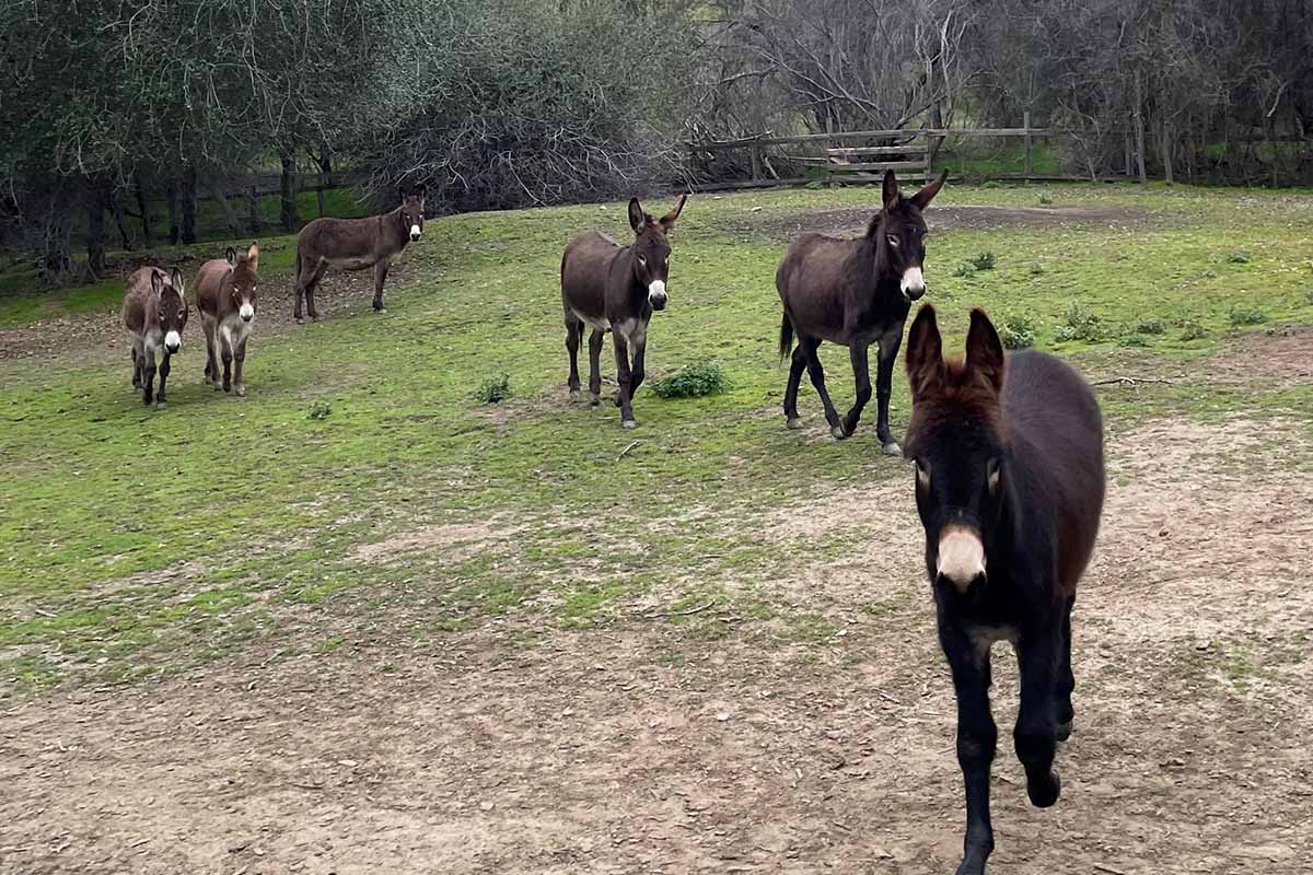 Mehrere Esel stehen auf einer Wiese.