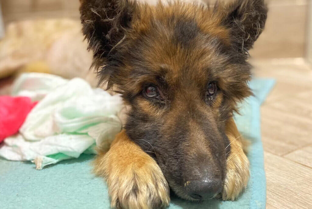 Brauner Hund liegt auf einem gruenen Tuch auf seinen Pfoten.