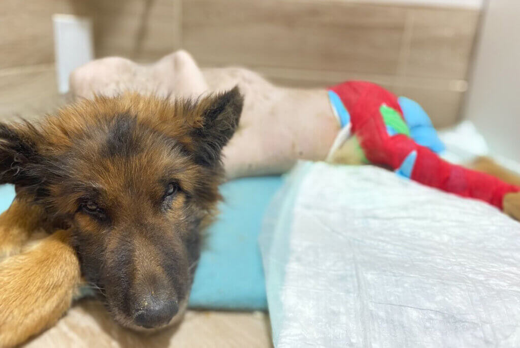 Brauner Hund mit rasiertem und bandagiertem Koerper liegt auf einem blauen Tuch.