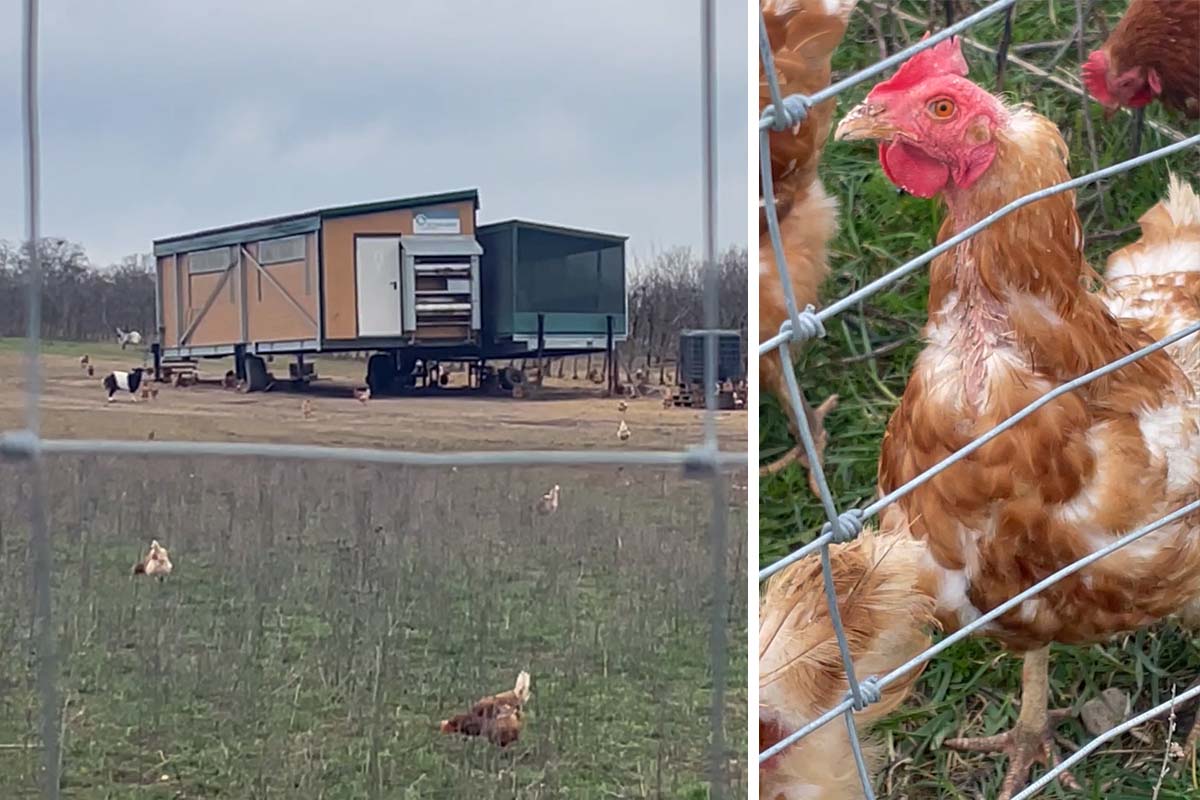 Anzeige: Verletzte Hühner in Bio-Betrieb mit mobilem Laufstall