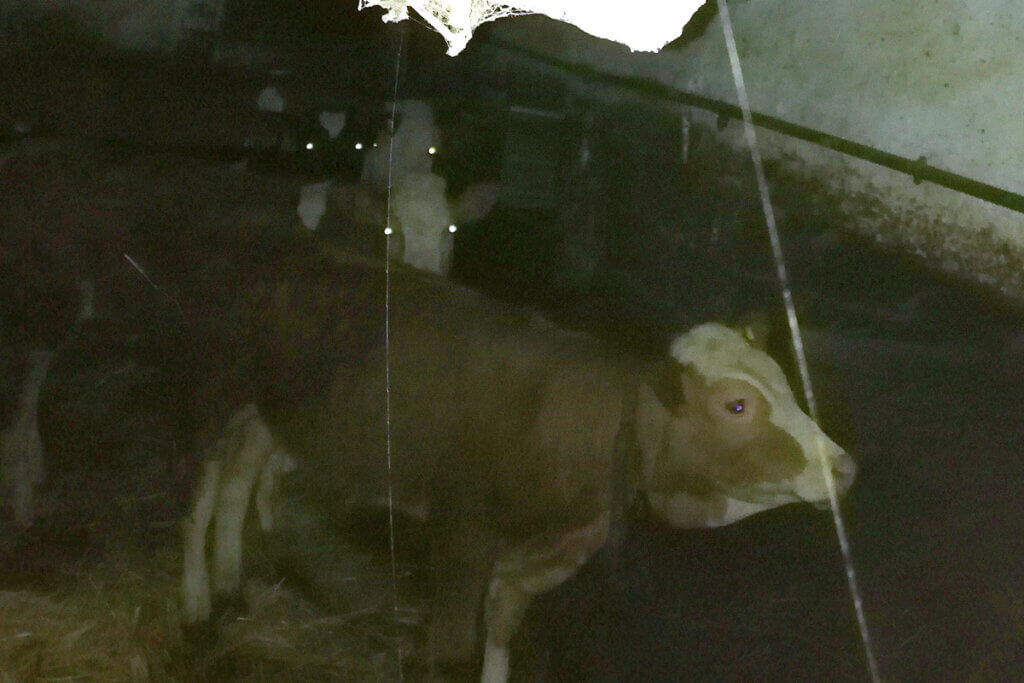 Kuehe stehen in einem dunklen Stall. An der Decke haengt ein Rohr mit Spinnweben.