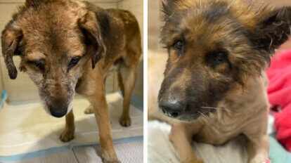 Collage. Zwei braune Hunde mit Verletzungen, die aus der Ukraine gerettet wurden.