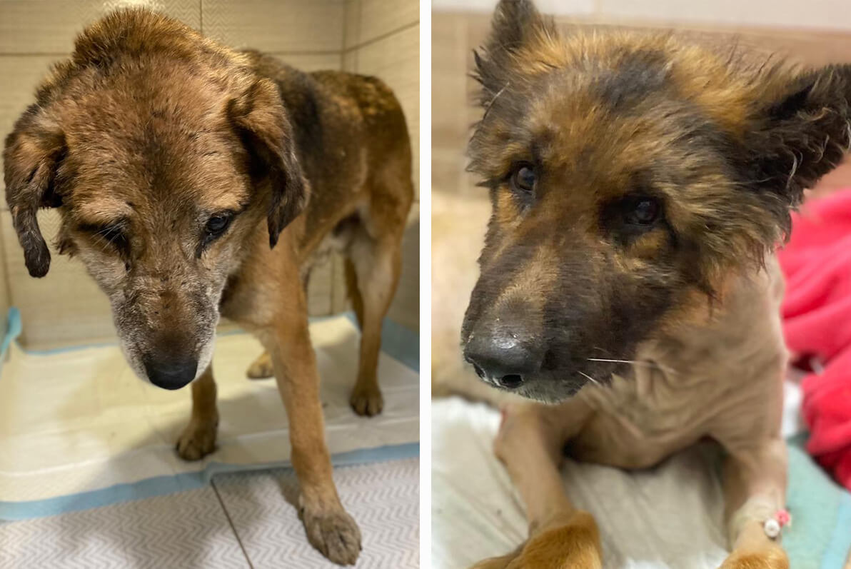 Collage. Zwei braune Hunde mit Verletzungen, die aus der Ukraine gerettet wurden.
