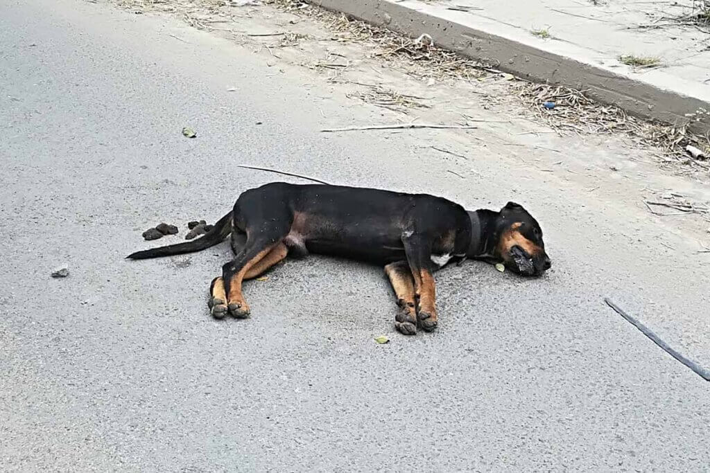 toter hund auf der straße