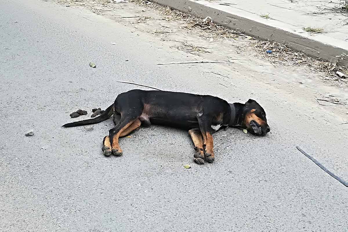 Seychellen: Regierung vergiftet und tötet heimatlose Hunde