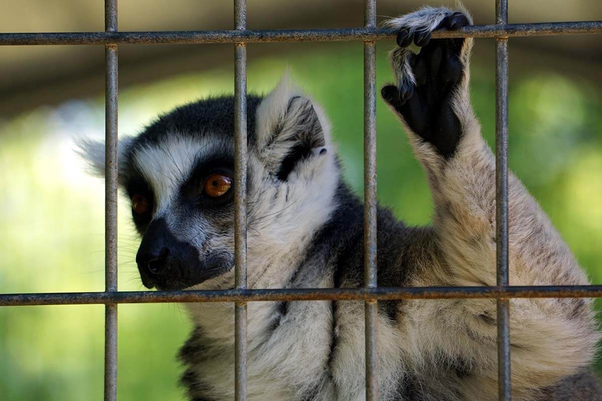 Eingesperrter Lemur haelt seine Hand an Kaefigstaeben fest.