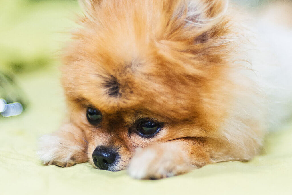 Pomeranian mit weiss-braunem Fell liegt auf einem gruenen Laken mit dem Kopf zwischen den Pfoten.