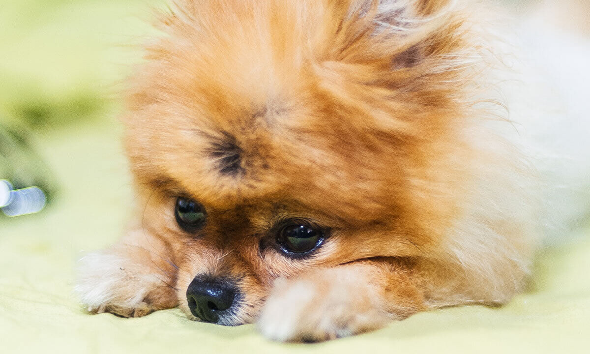 Pomeranian mit weiss-braunem Fell liegt auf einem gruenen Laken mit dem Kopf zwischen den Pfoten.