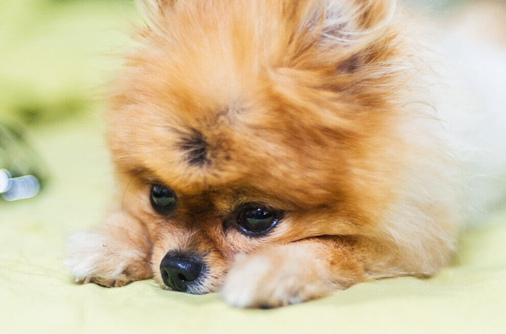 Pomeranian mit weiss-braunem Fell liegt auf einem gruenen Laken mit dem Kopf zwischen den Pfoten.