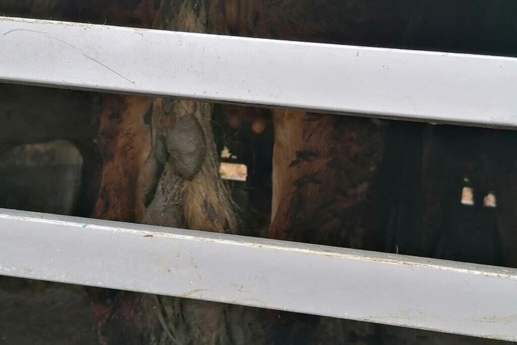 Verdreckte und verletzte Beine von Rindern in einem Tiertransporter.