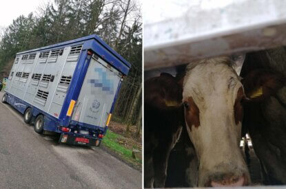 Collage. Transporter mit Rindern steht am Strassenrand. Rind im Transporter schaut zwischen Gitterstaeben raus.