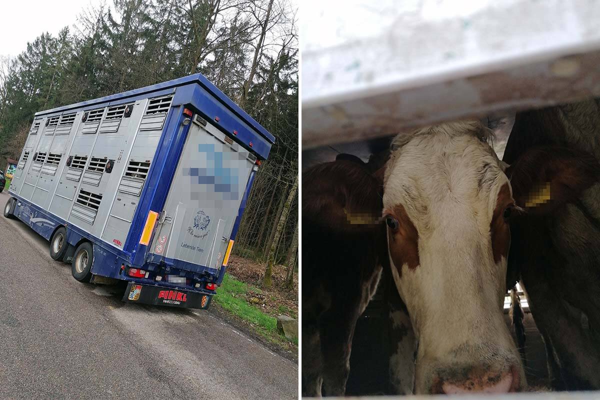 Verängstige Rinder voller Kot und Urin im Tiertransporter unbeaufsichtigt abgestellt