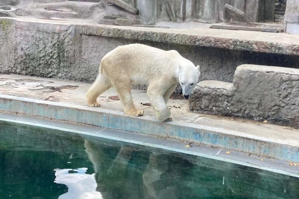 Eisbaer Fiete laeuft im Gehege am Wasserbecken entlang.