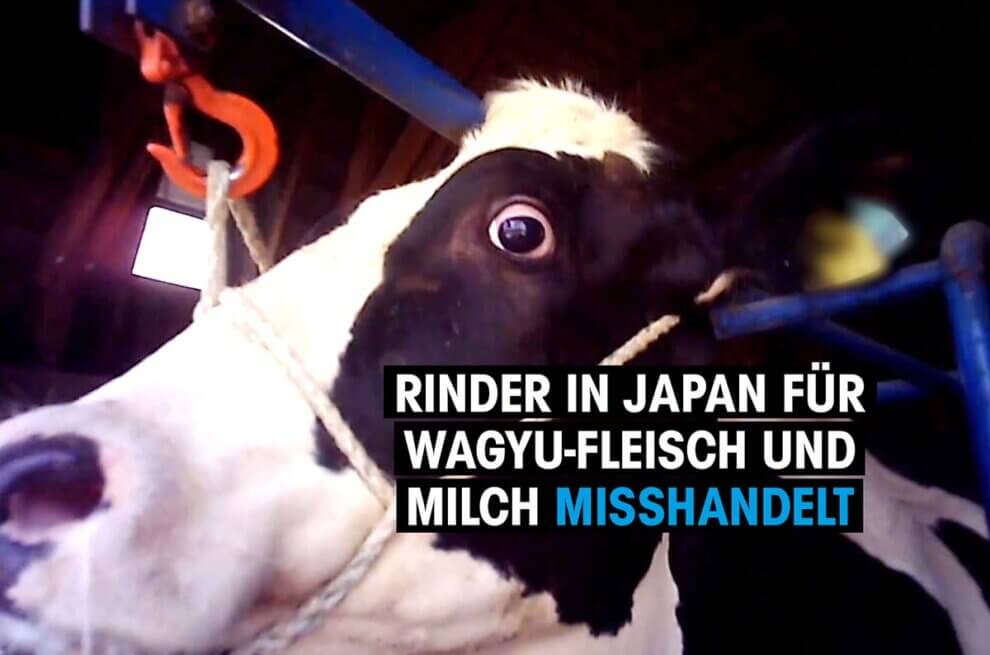 Video Vorschaubild. Kuh mit weit aufgerissenen Augen.