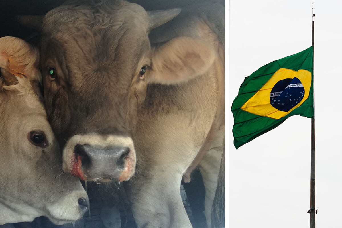 Erfolg in Brasilien: Gerichtsurteil stoppt Tiertransporte