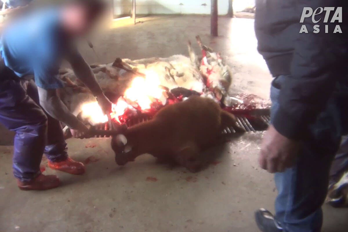 Eine Person zieht eine Ziege am Kopf ueber den Boden. Neben ihr liegen tote blutverschmierte Tiere.