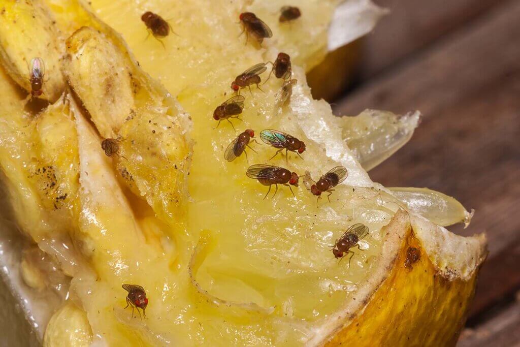 Fruchtfliegen sitzen auf einer gelben Frucht und saugen am Fruchtfleisch.
