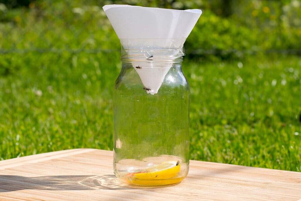 Eine Lebendfalle fuer Fruchtfliegen. In einem Glas liegt eine Zitronenscheibe und ein Trichter aus Papier steckt in der Glasoeffnung.