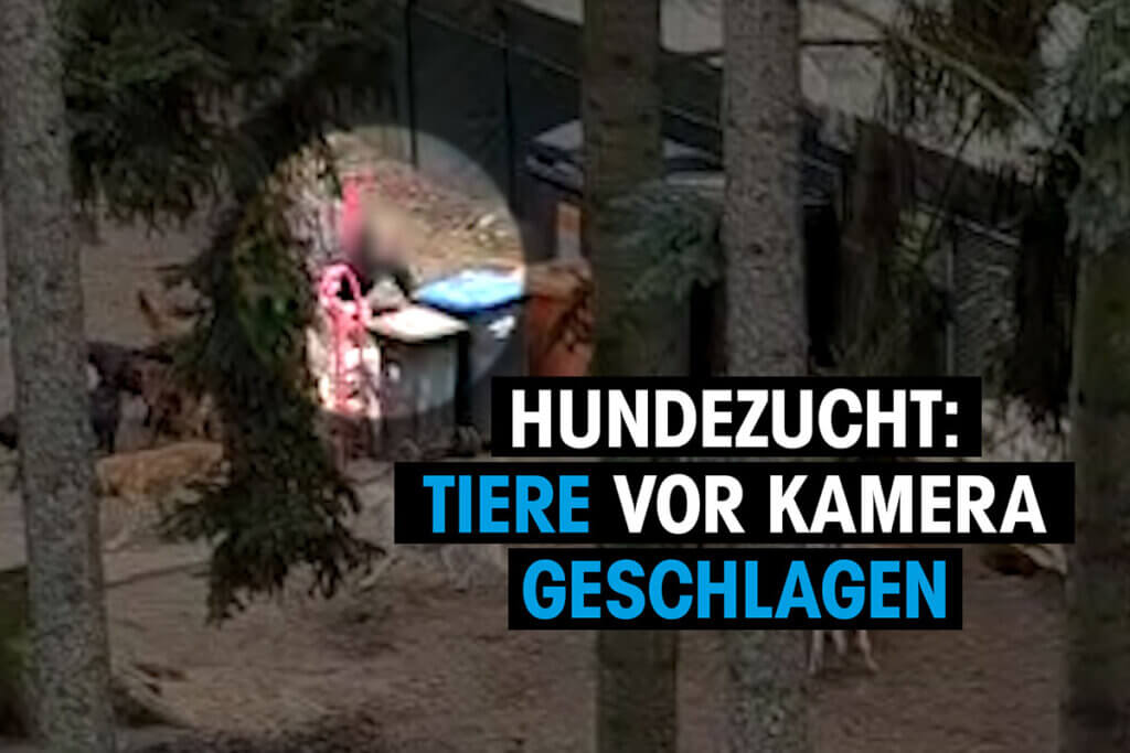 Video Thumbnail. Hunde werden hinter Muelltonnen geschlagen.
