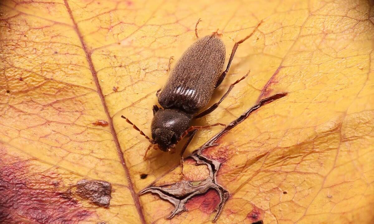 Ein brauner Nagerkaefer sitzt auf einem gelben Blatt.