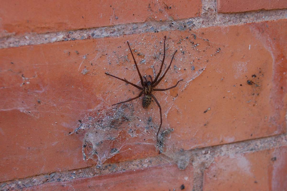 Eine grosse Spinne haengt in ihrem Nest an einer roten Steinwand.