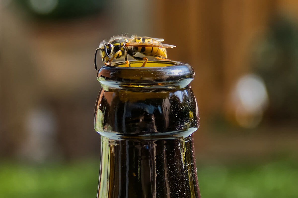Eine Wespe sitzt auf der Oeffnung einer braunen Flasche.