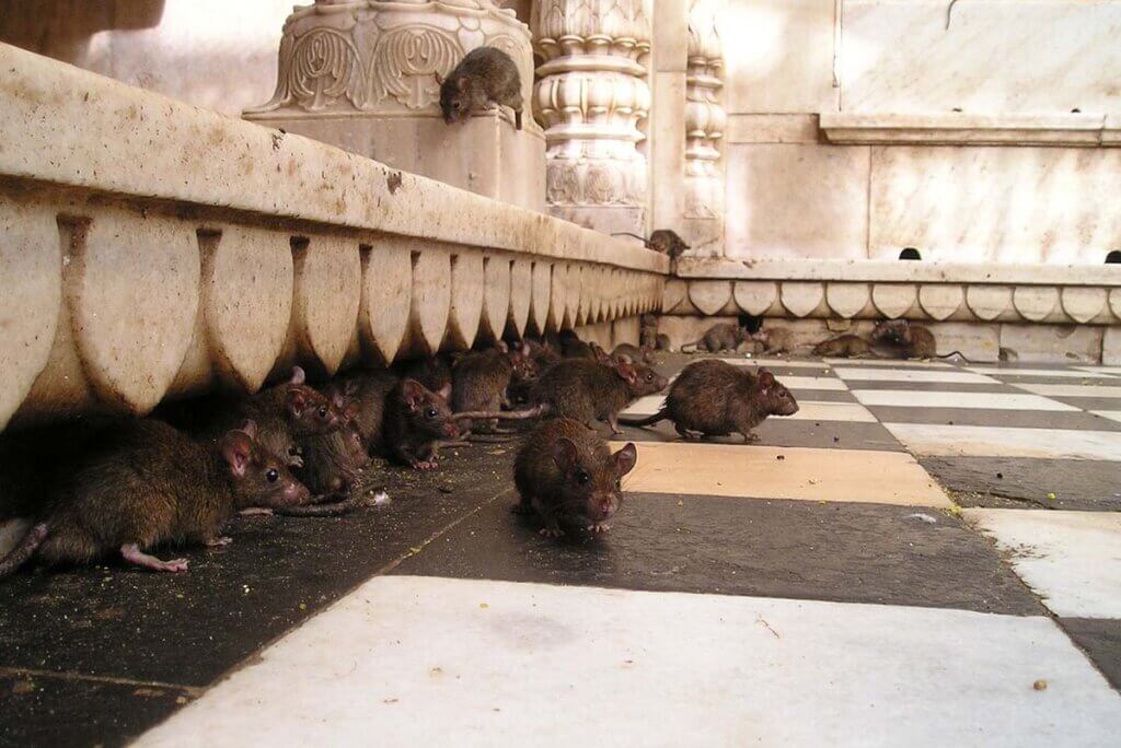 ratten in einem tempel