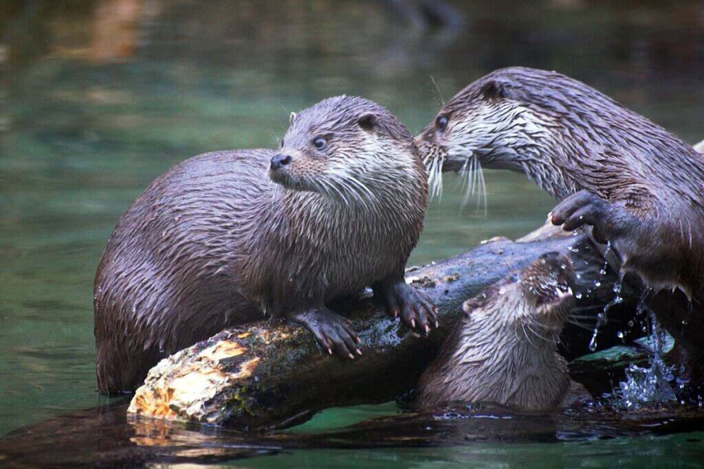 Zwei Otter auf einem STein im Wasser.