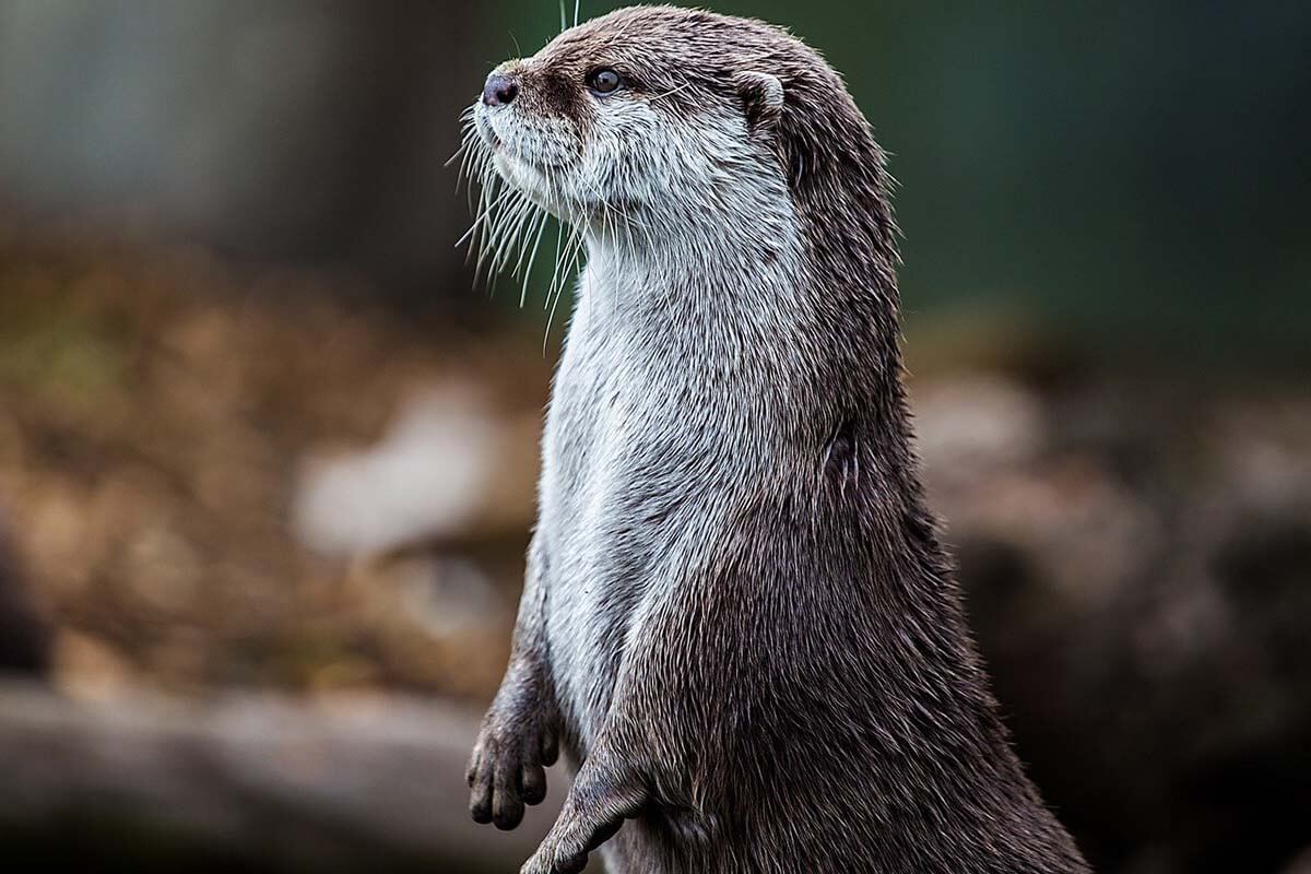 Der Otter – 8 faszinierende Fakten über Otter