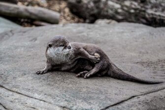 Der Otter 8 faszinierende Fakten über Otter