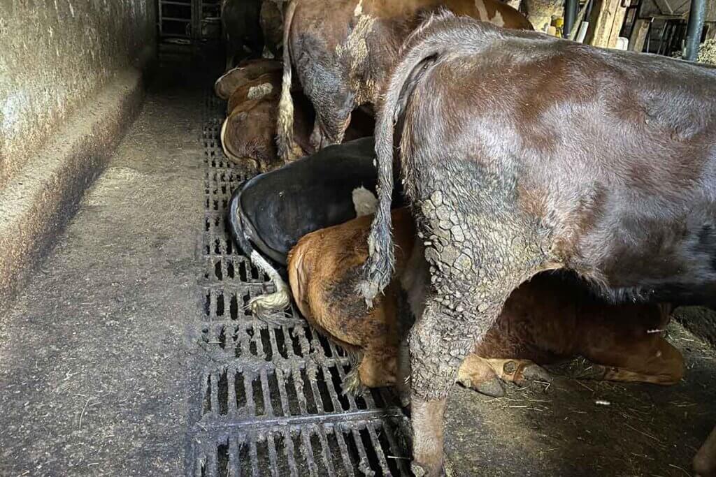 Rinder mit schmutzigen Beinen in einem Stall.