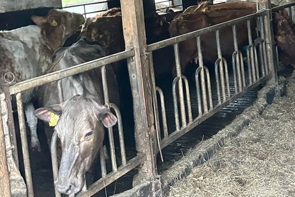 Abgemagerte Kuehe stehen hinter einer Absperrung in einem Stall.