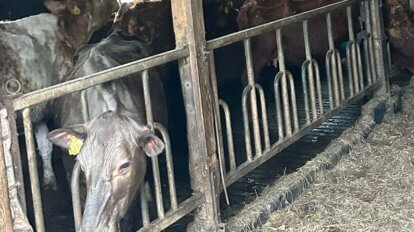 Abgemagerte Kuehe stehen hinter einer Absperrung in einem Stall.