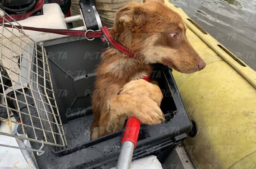 Hund in einem Rettungsboot
