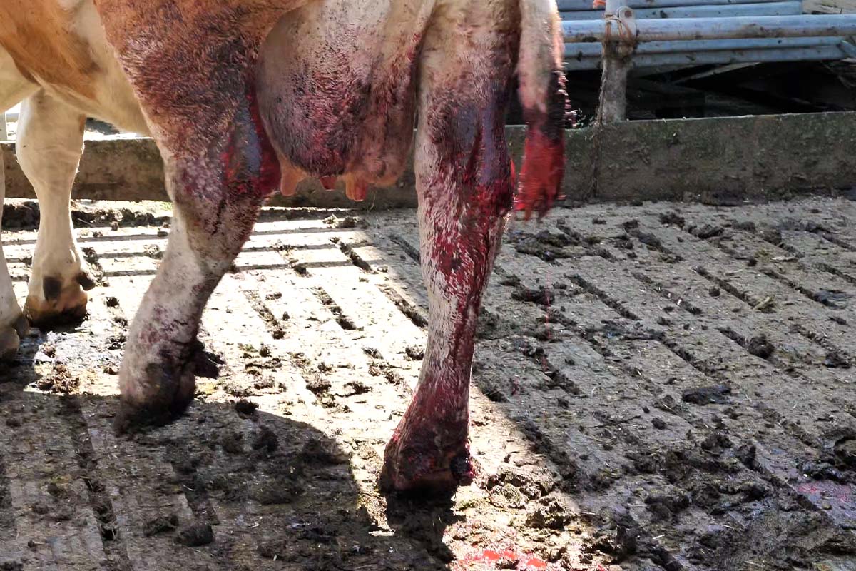 Kuh mit blutigen Wunden an Schwanz und Fuessen steht auf einem verdreckten Spaltenboden.