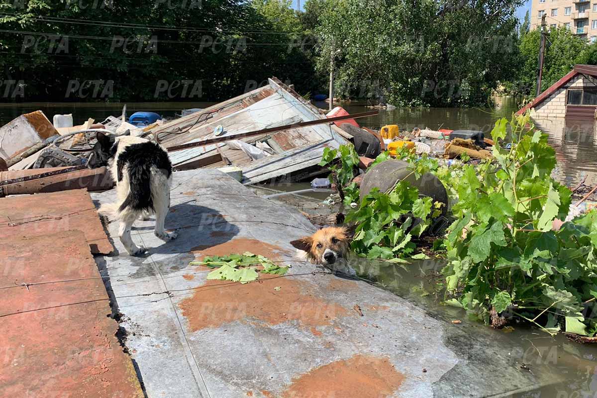 Ein Hund steht auf einem Blech in einer ueberschwemmten Strasse. Ein Hund schwimmt im Wasser.