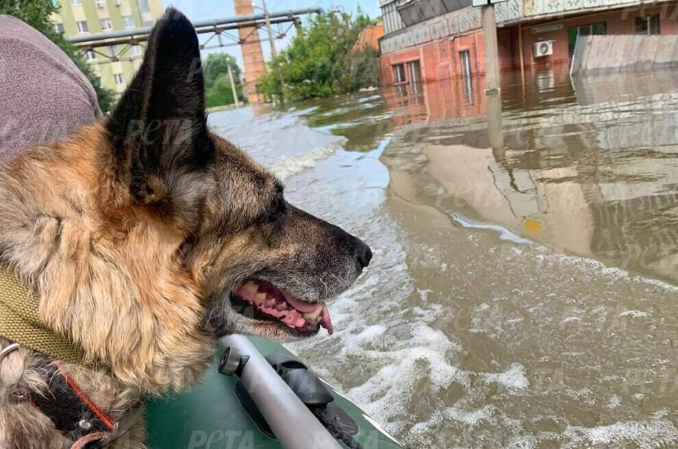 Hund in einem rettungsboot.