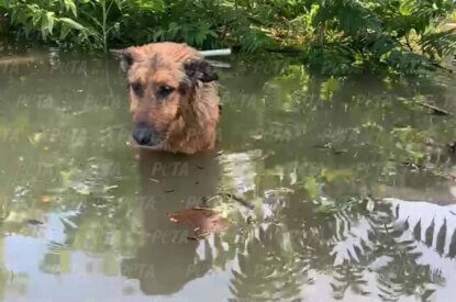 Ein Hund steht im Wasser einer ueberschwemmten Strasse.