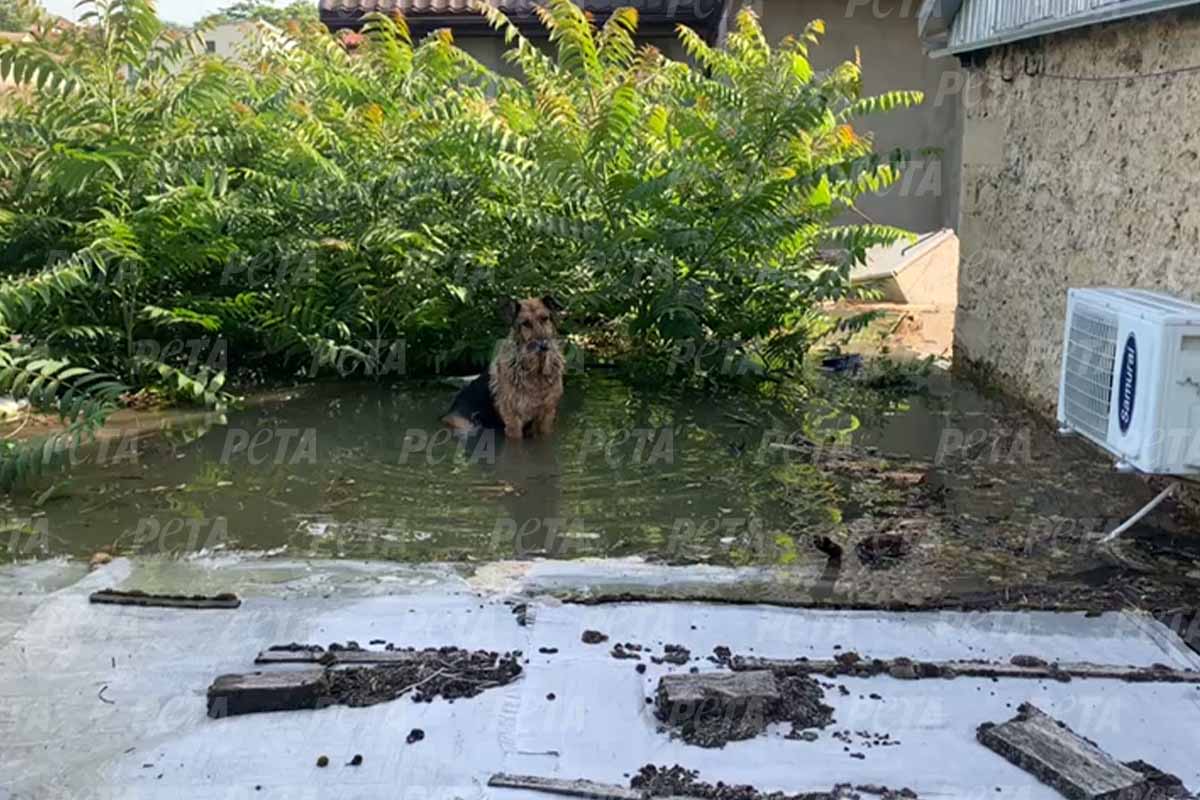 Ein Hund steht im Wasser einer ueberschwemmten Strasse.