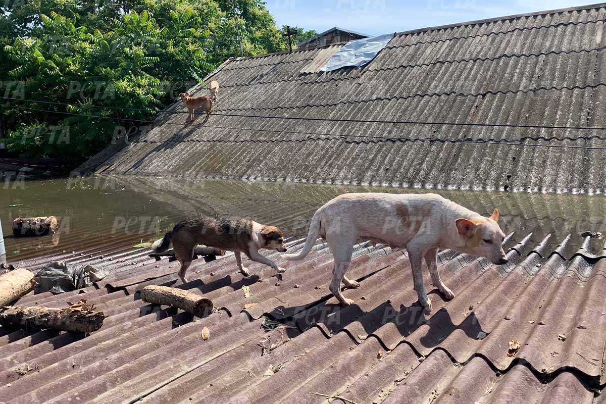 Zwei Hunde stehen auf einem Dach, um sich vor Hochwasser zu schuetzen.