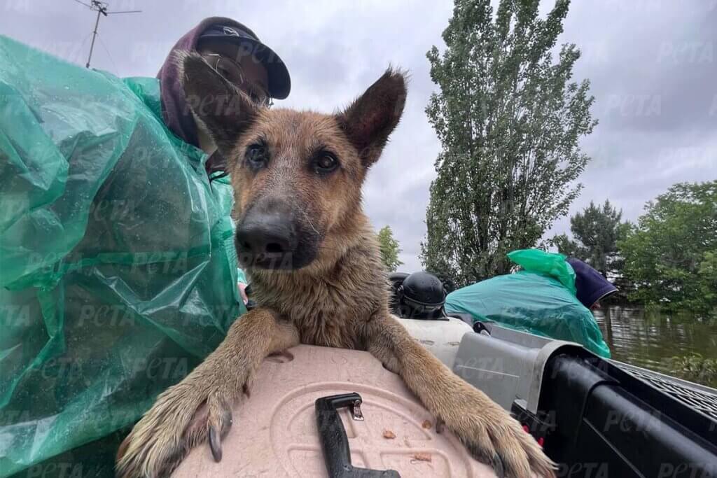 Hund sitzt auf einem Rettungsboot und schaut in die Kamera, hinter ihm sitzt eine Helfende Person.