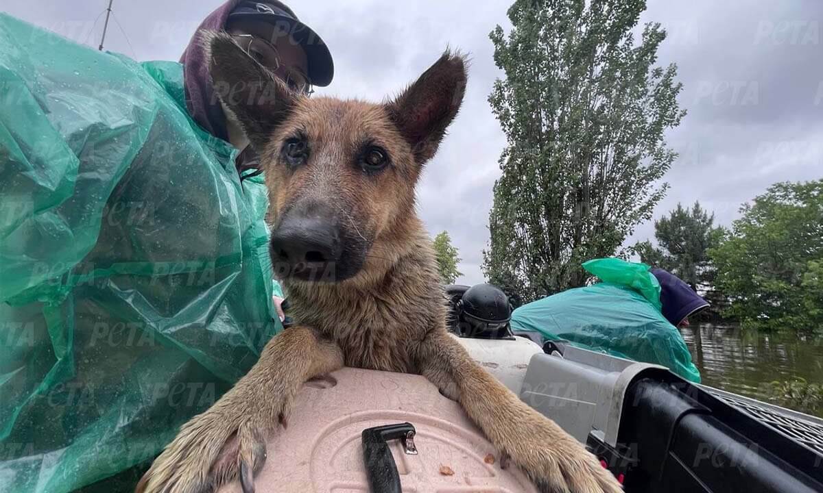 Hund sitzt auf einem Rettungsboot und schaut in die Kamera, hinter ihm sitzt eine Helfende Person.