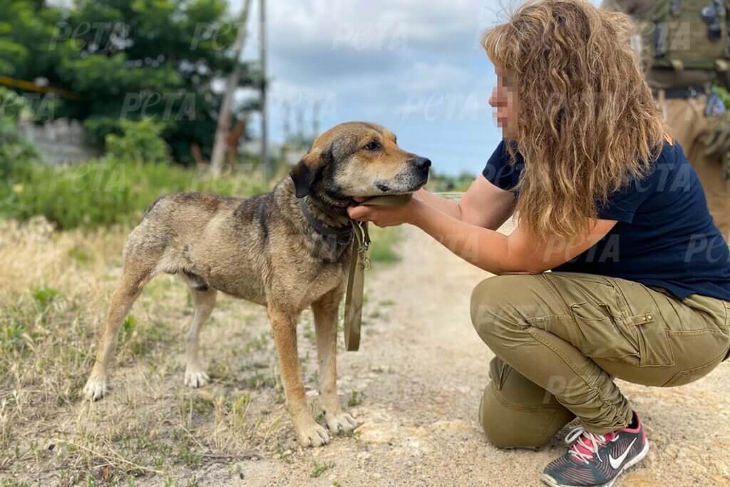 Frau streichelt einen Hund