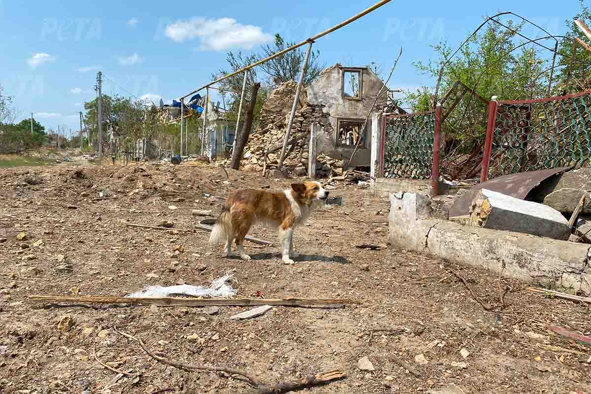 Hund steht vor den Trümmern
