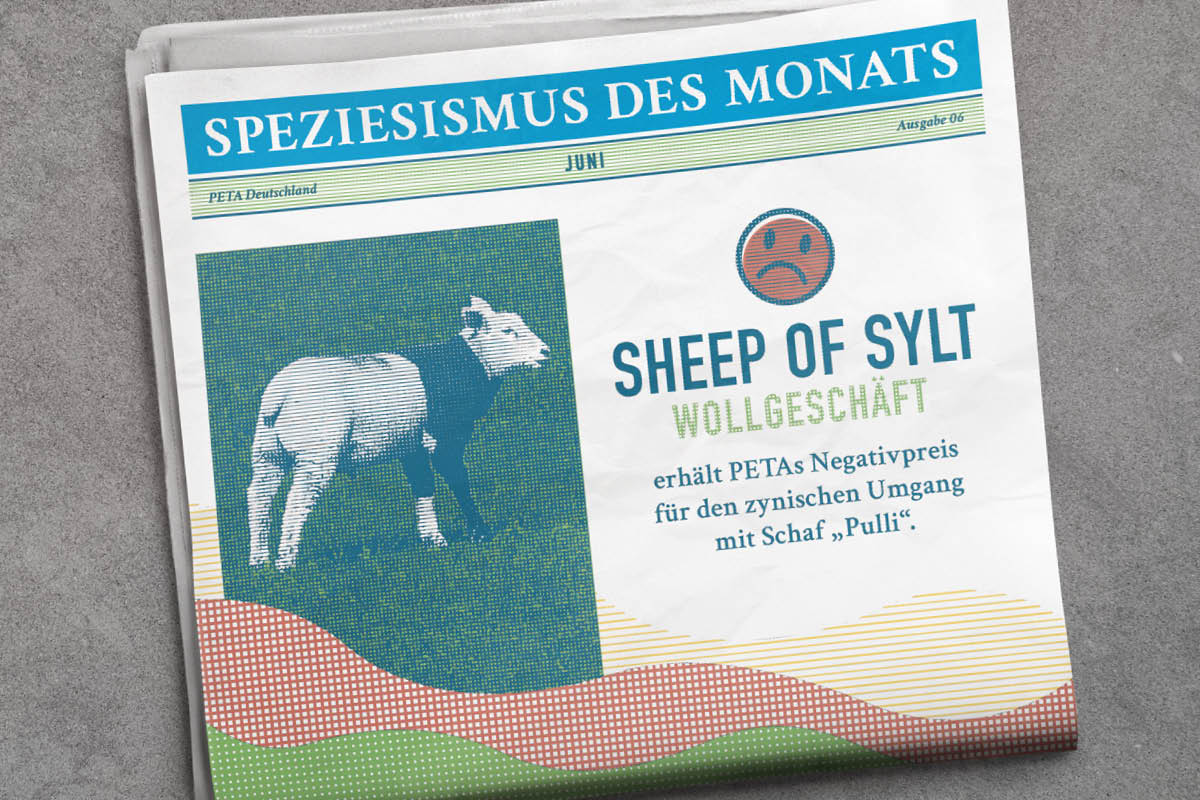 Grafik. Speziesismus des Monats Zeitung mit Schaf auf dem Cover.