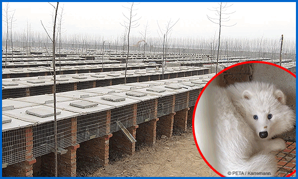 Aufnahmen eingesperrter Füchse, von einer Pelzfarm und dem gewaltvollen Abziehen der Haut vom Körper eines getöteten Tieres zeigen, in welchem Kreislauf der Qual die Tiere gefangen sind