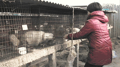 Bevor die Tiere wegen ihres Fells getötet werden, schleudern die Menschen sie gewaltsam in den winzigen Käfigen umher